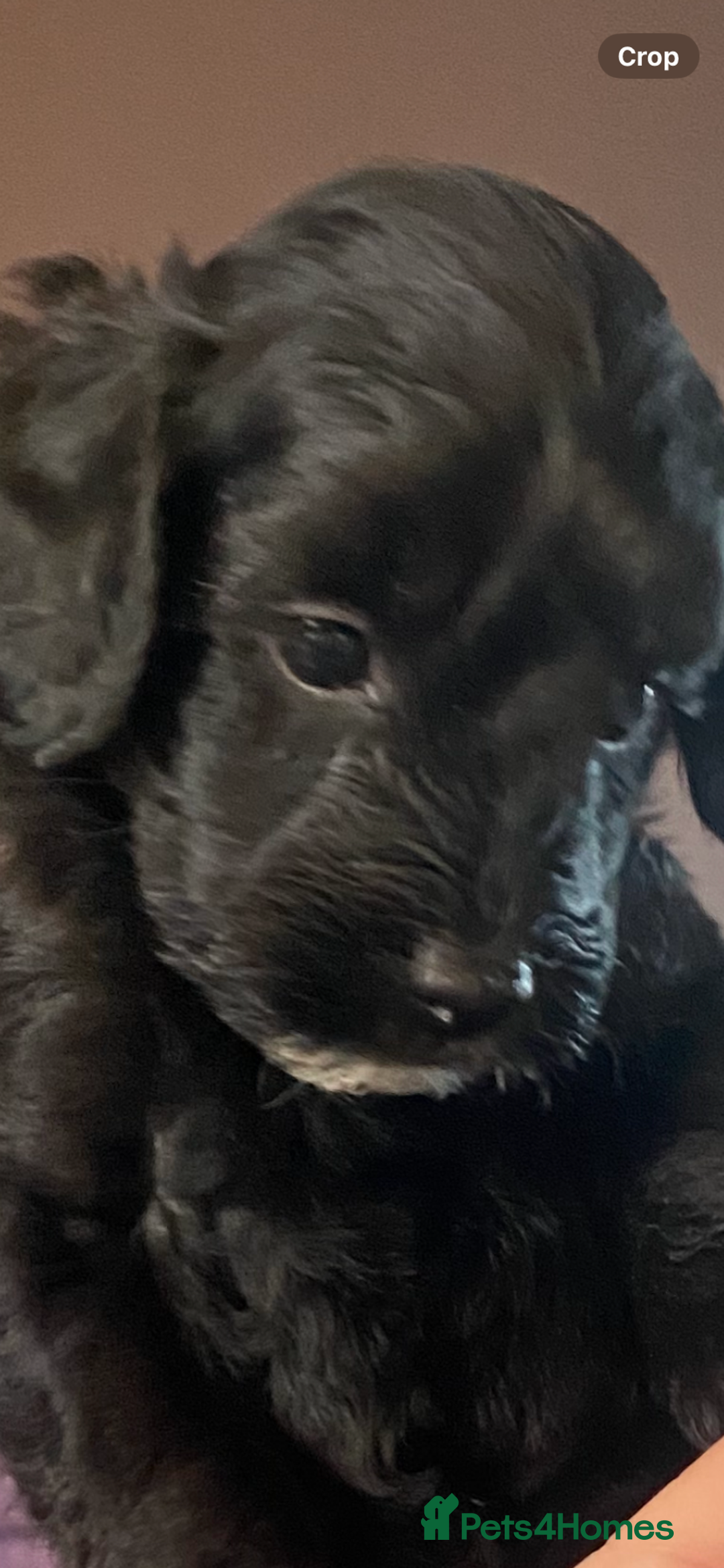 Cockapoo dogs for sale: Cockerpoo puppies Two Boys - Advert 1