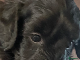 Cockapoo dogs Cockerpoo puppies Two Boys - Advert 7