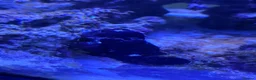 Other/Mixed Breed fish for sale: Frog fish  - Advert 3