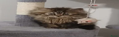 Siberian 1