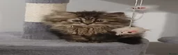 Siberian cats for sale: Pure Siberian kittens for sale - Advert 3