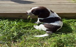 Cocker Spaniel dogs for sale: Cocker Spaniel Pups - Image 14