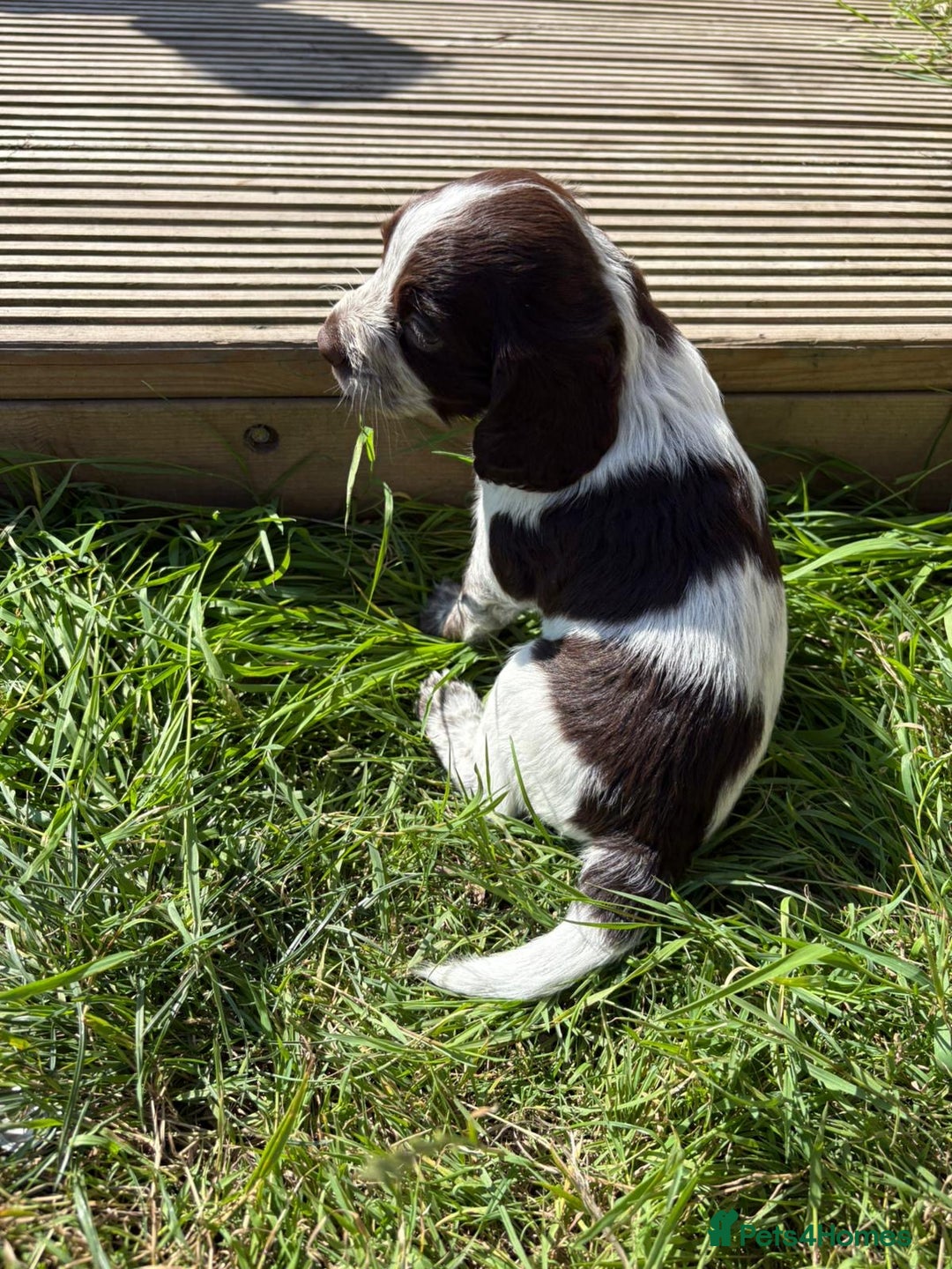 Cocker Spaniel dogs for sale: Cocker Spaniel Pups - Image 14