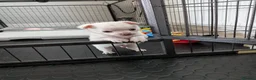 Chihuahua dogs for sale: White boy chihuahua  in Birmingham - Advert 2