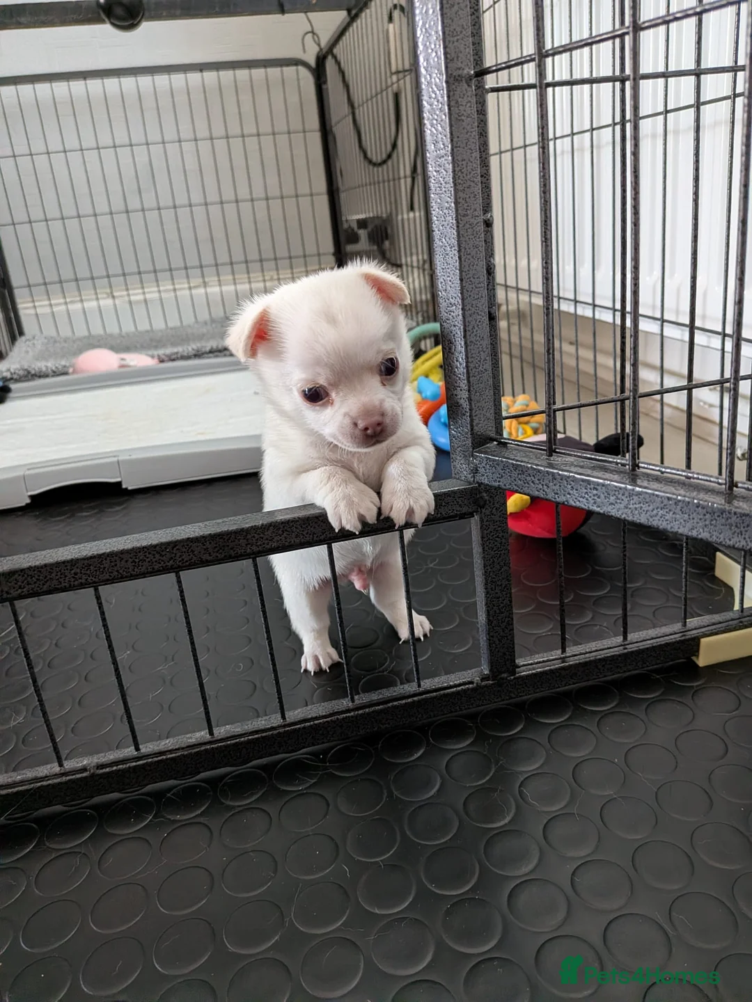 Chihuahua dogs for sale: White boy chihuahua  in Birmingham - Advert 2