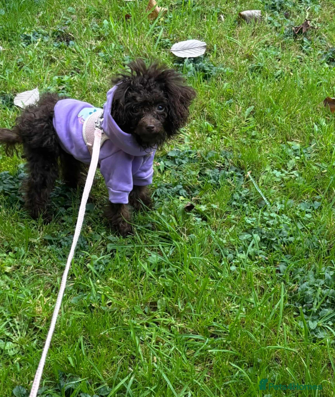 Toy Poodle dogs for sale: Asian toy poodle - Image 4