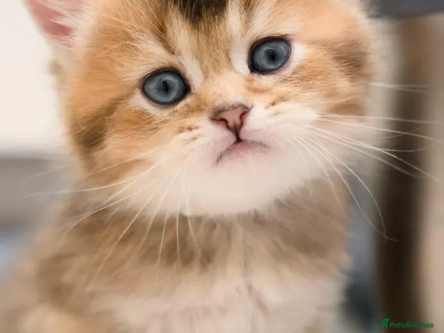 Scottish Fold cats for sale: Golden Scottish Fold & Straight – TICA Registered - Advert 21