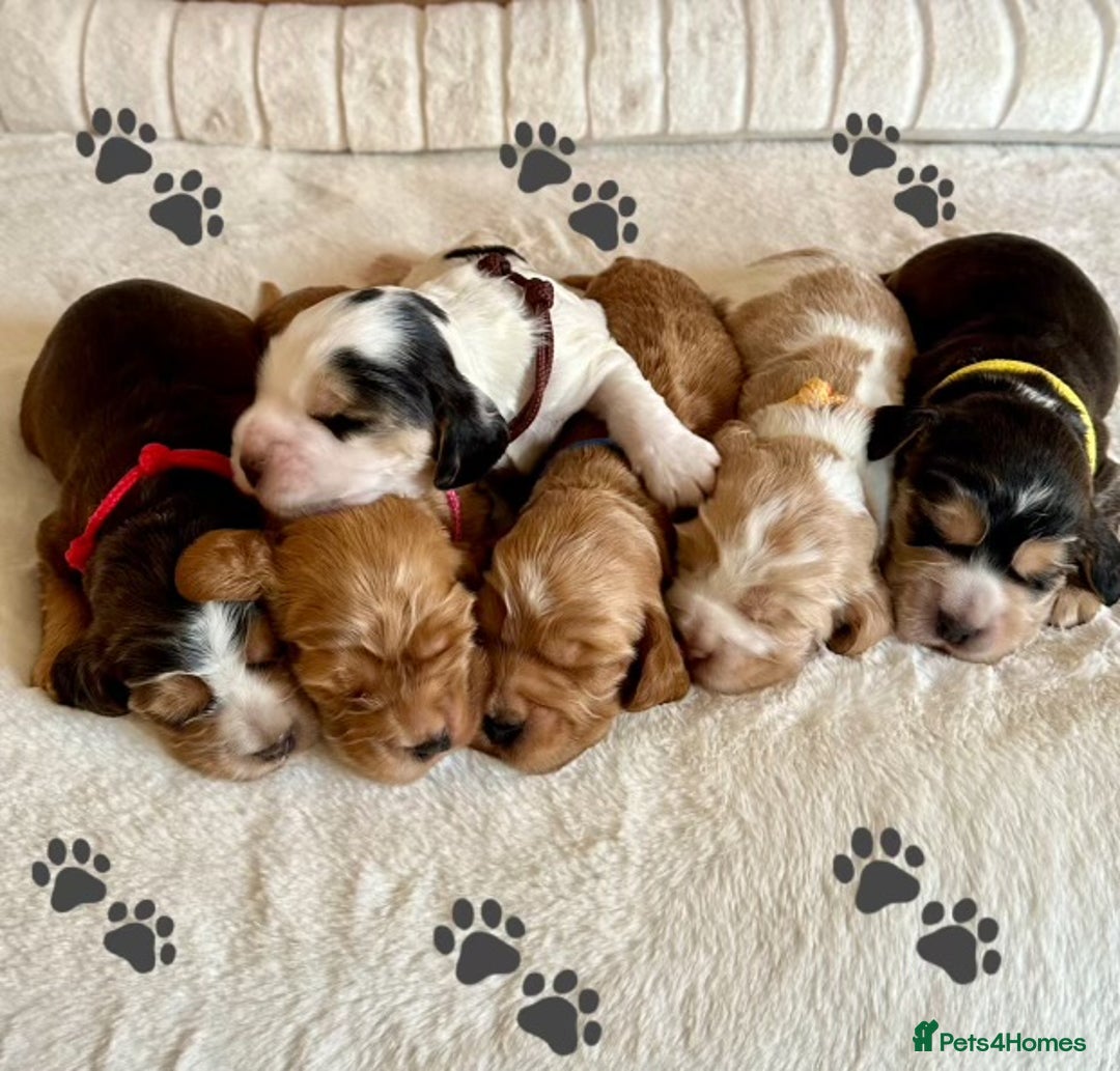 Cocker Spaniel dogs for sale: Extensively Health Tested KC Reg Puppies  - Advert 1