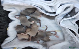 Rat rodents for sale: Beautiful male and female rats to reserve  - Image 2