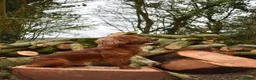 Cocker Spaniel dogs for stud: Working Cocker Spaniel , Cear PRA, FN AMS,PP - Advert 2