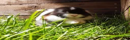 Mini Lop rabbits for sale: Gorgeous Mini Lops  - Advert 15
