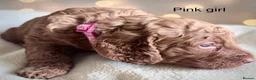 Cockapoo dogs for sale: Extensively health checked cockapoo puppies   - Advert 26