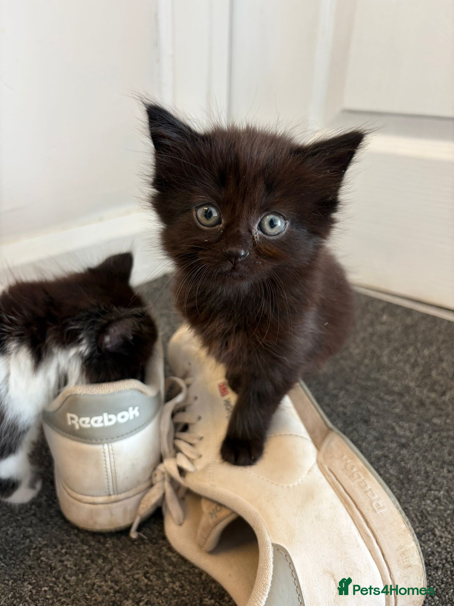 Black longhair kitten