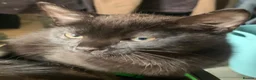 Mixed Breed cats for sale: 10 week old Maincoon cross Tabby kittens  in Bolton - Advert 5