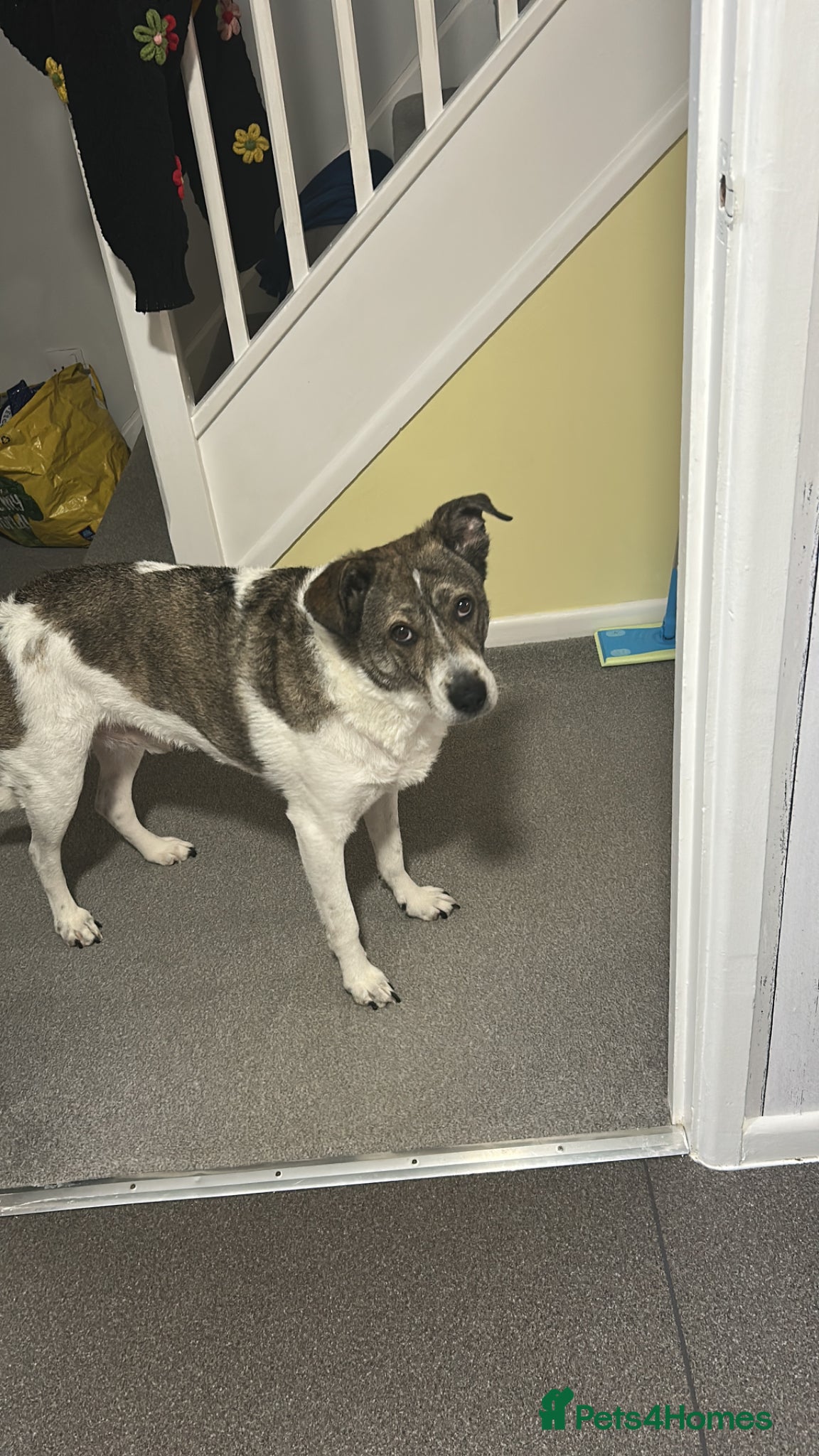 Mixed Breed dogs Rehoming my beautiful Ozzy - Advert 3