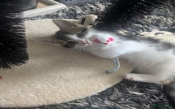 Mixed Breed cats for sale: Kitten male 11 weeks old  - Image 6