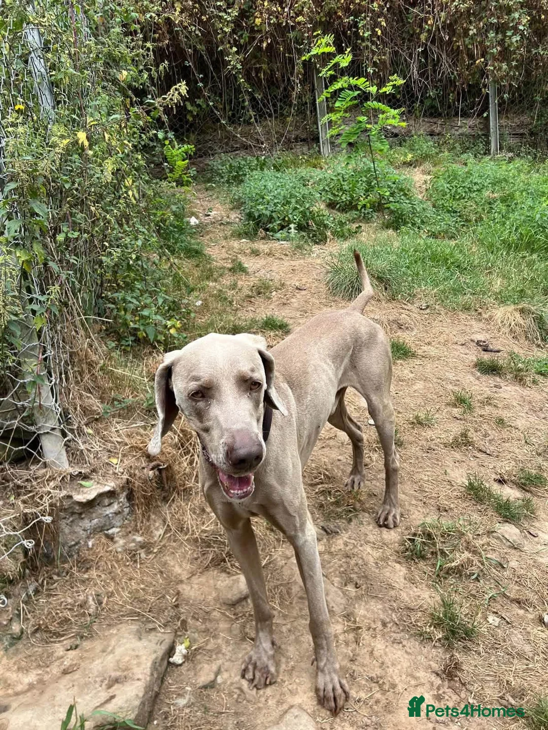 Weimaraner dogs for adoption: Uros - Weimaraner in Worthing - Advert 5