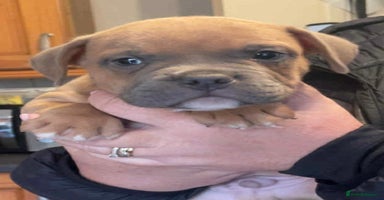 Mixed Breed dogs - Advert 2