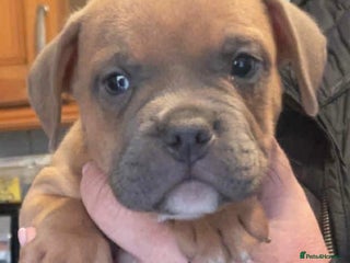 Mixed Breed dogs - Advert 1