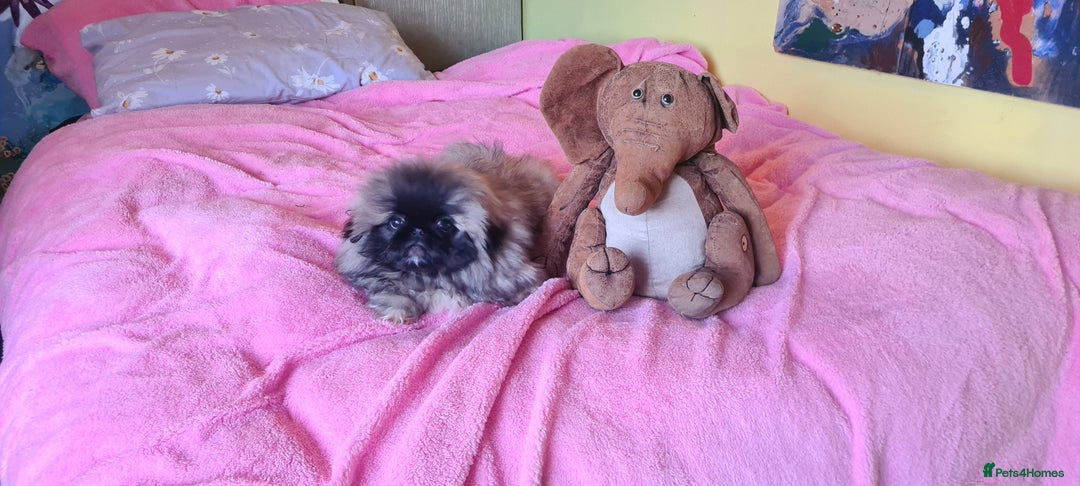 Pekingese dogs for sale: Pekingese puppys (Champion Bloodlines) - Advert 7