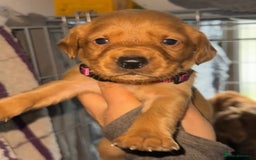 Cockerdor dogs for sale: Cockerdor puppies - Advert 5