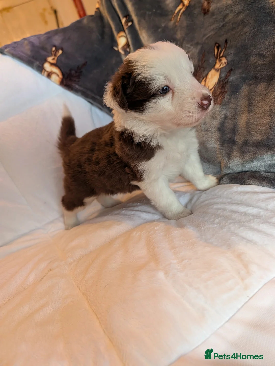 Border Collie dogs for sale: Traditional border collie puppies - Advert 3