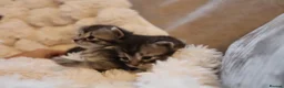 Mixed Breed cats for sale: Adorable mixed kittens for sale - Advert 9