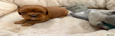 Cavalier King Charles Spaniel 6