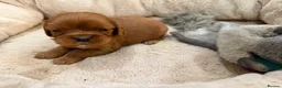 Cavalier King Charles Spaniel dogs for sale: 🌟 KC Cavalier King Charles Spaniel Puppies in Llandeilo - Advert 9