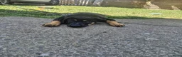 Mixed Breed dogs for sale: Rottie x puppy for sale  in Louth - Advert 4
