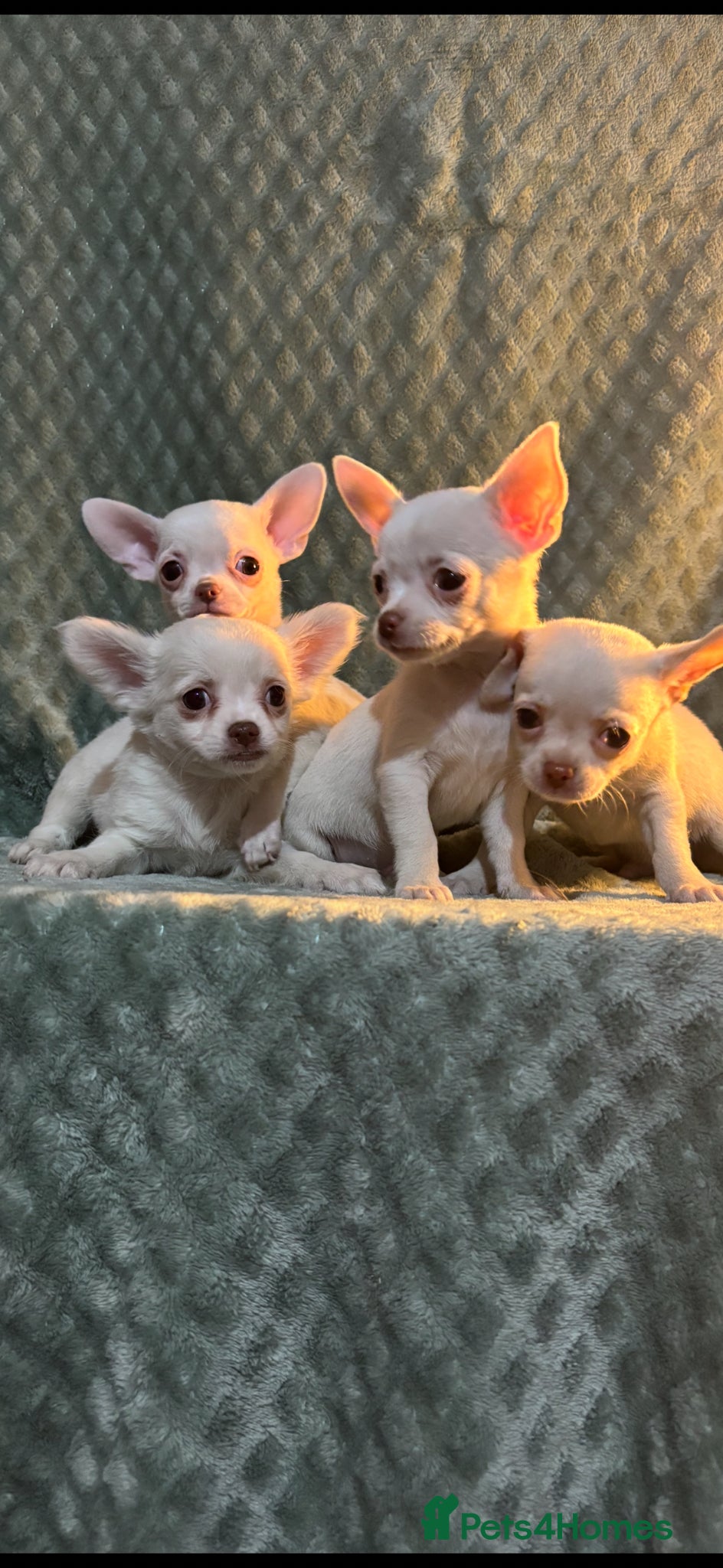 Chihuahua dogs Chihuahua puppy’s ( ready now) - Advert 19