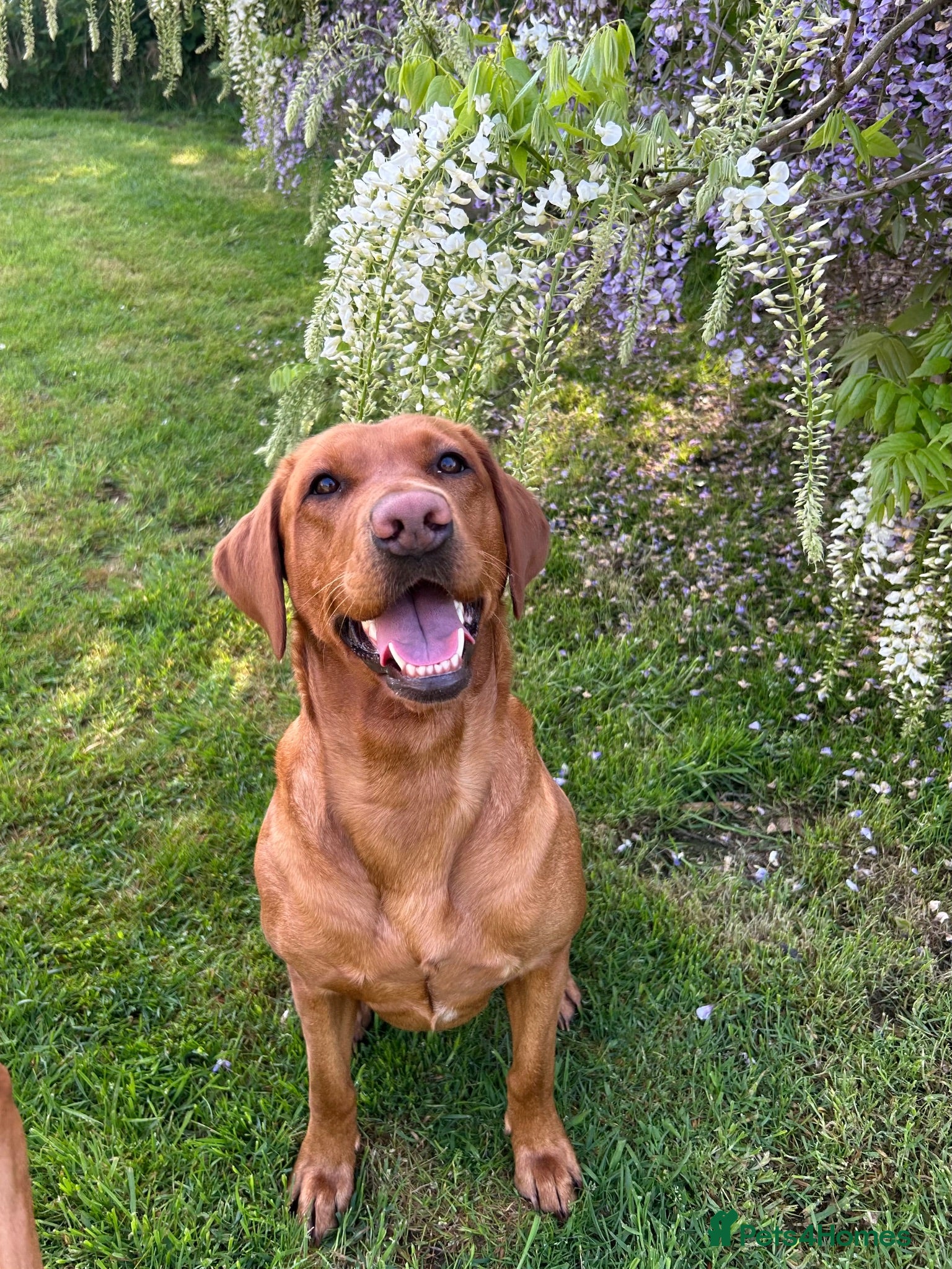 Labrador Retriever dogs EXCEPTIONAL KC reg DARK FOX RED LAB PUPS DUE  - Advert 2