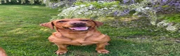 Labrador Retriever dogs for sale: EXCEPTIONAL KC reg DARK FOX RED LAB PUPS DUE  - Advert 20