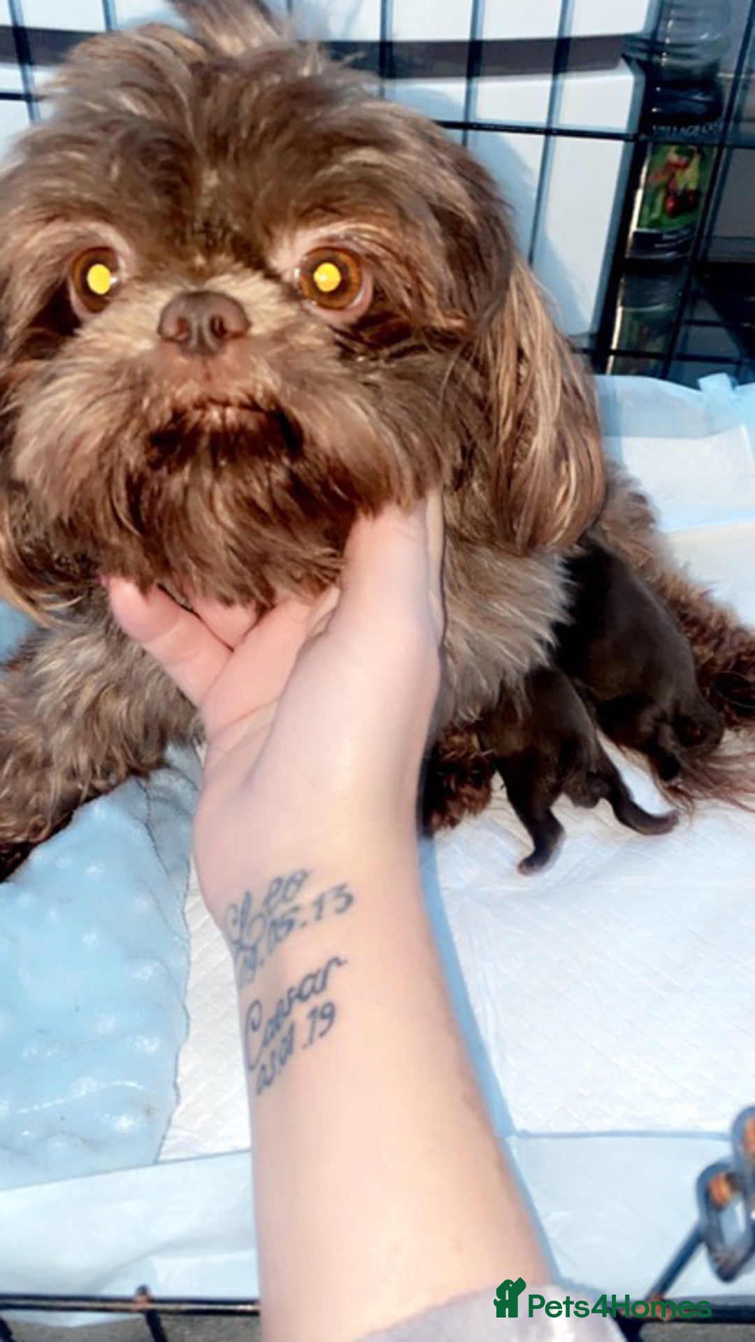 Shih Tzu dogs for sale: Chocolate Imperial Shih-Tzu Puppy - Image 8