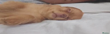 Pomchi 2