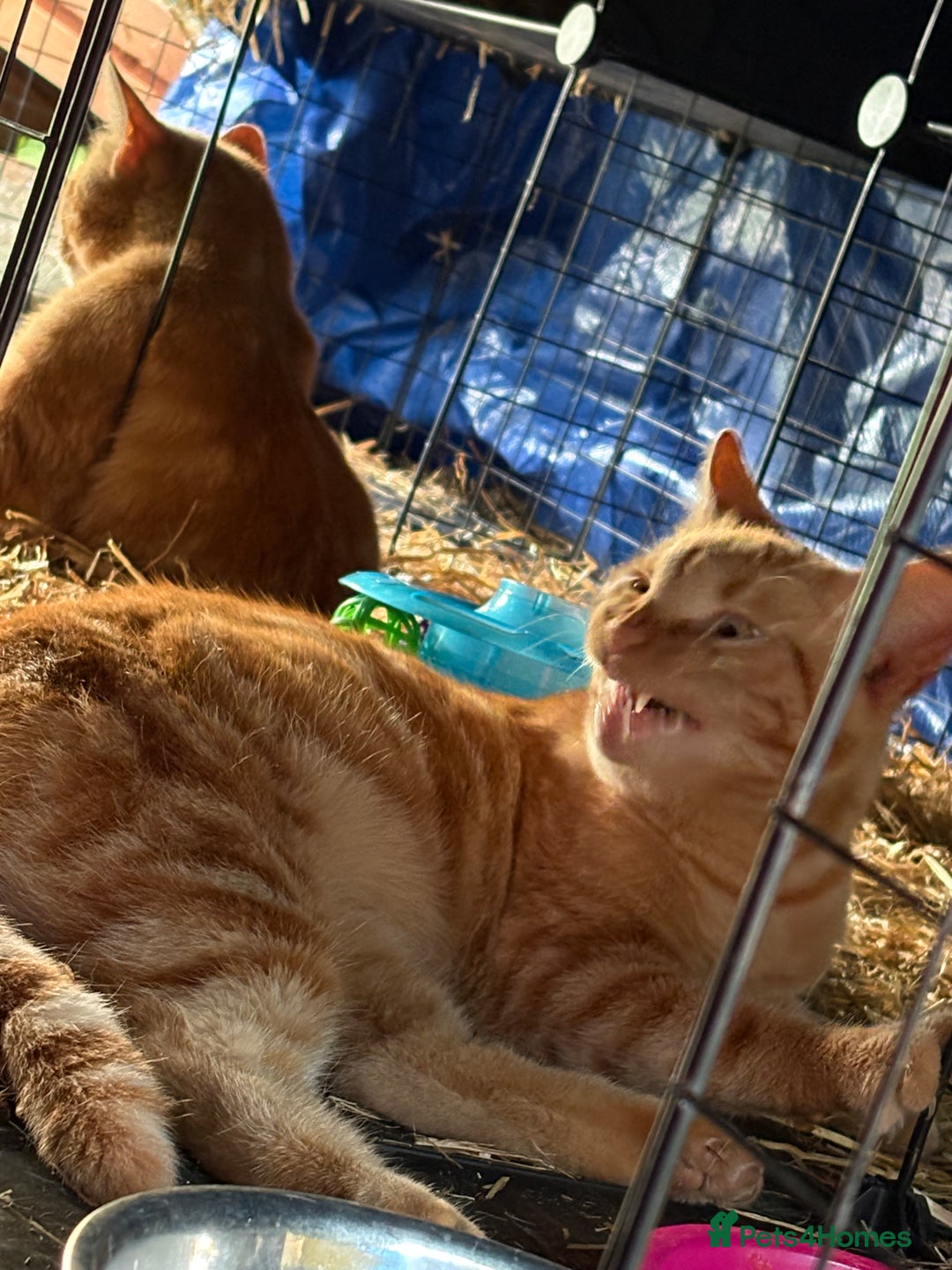 Domestic Shorthair cats for sale: Rimber and simba, our ginger rescues 🧡 - Image 21