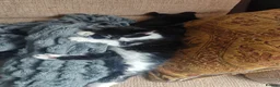 Mixed Breed cats for sale: Kitten  in Worksop - Advert 5