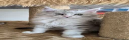 Maine Coon cats for sale: Ready now Silver with white Maine Coon kittens - Advert 8