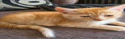 Ragdoll cats for sale: Beautiful ragdoll X - Advert 2