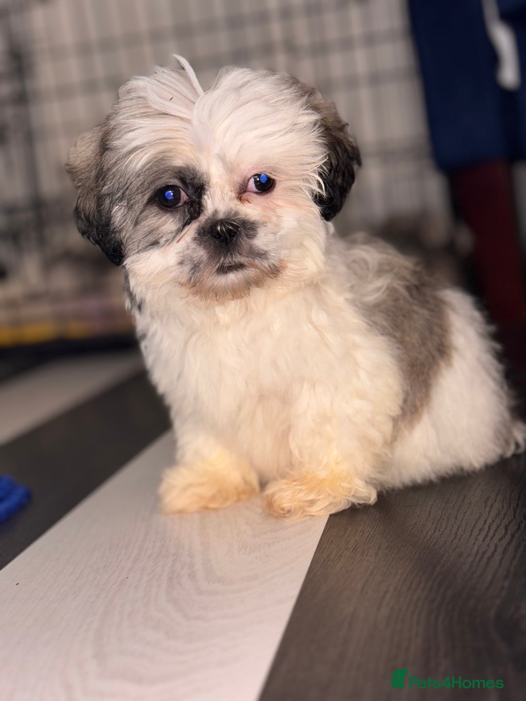 Shih Tzu dogs for sale: 4 beautiful shih tzu - Advert 14