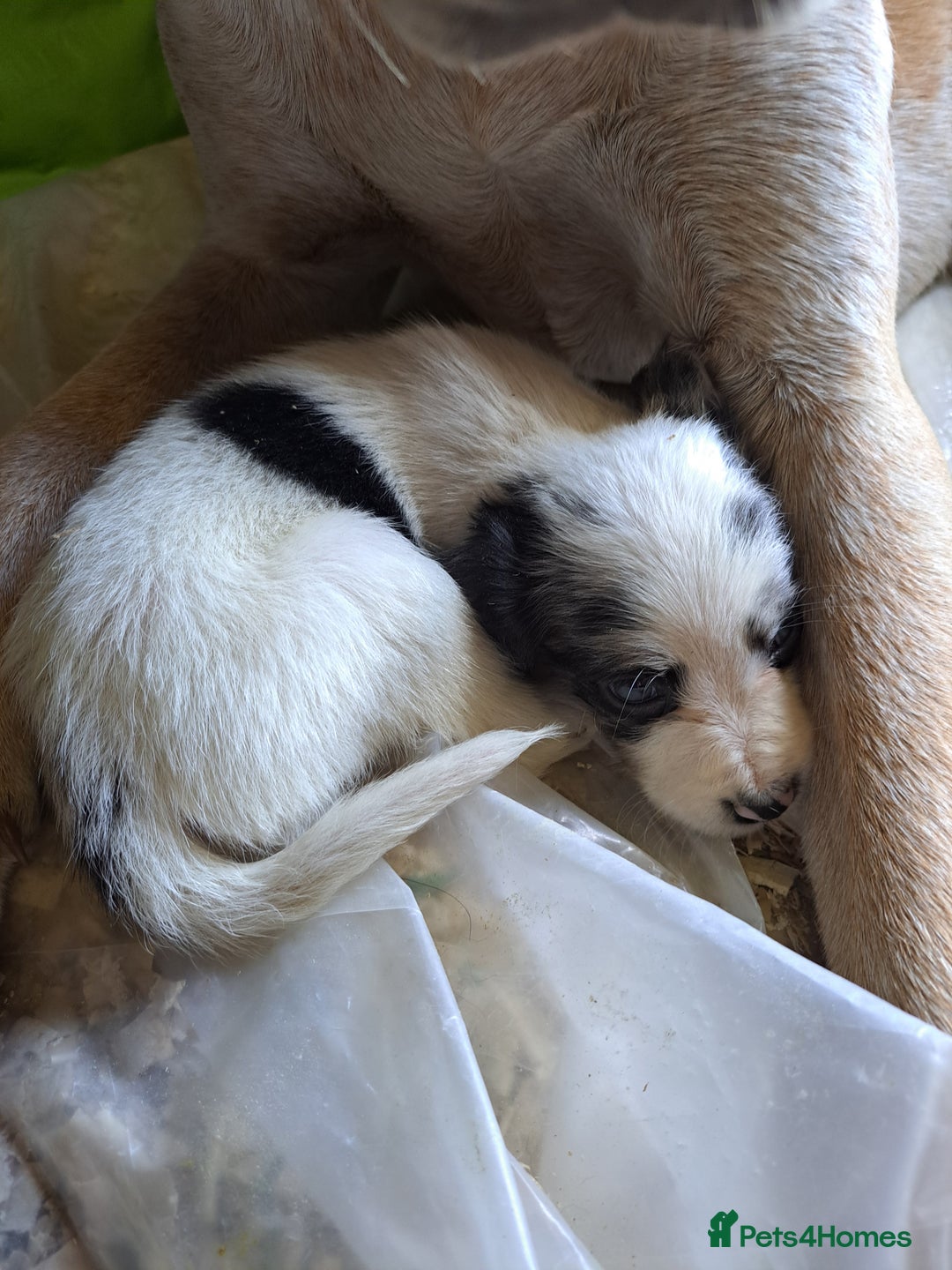 Mixed Breed dogs for sale: Mixed breed rainbow of colours  - Image 9