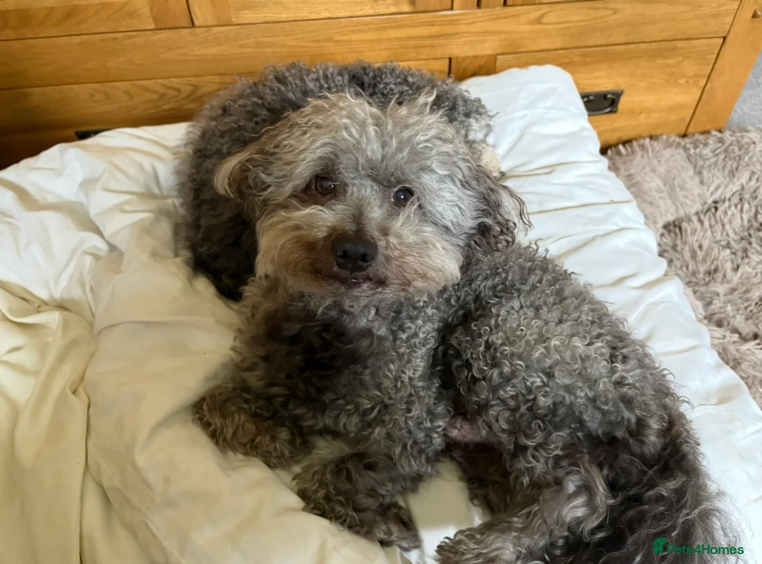 Jackapoo dogs for sale: F1b Miniature Poodle × Jackapoo (¾ Poodle) Puppies - Advert 3