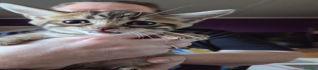 Bengal Kitten 3
