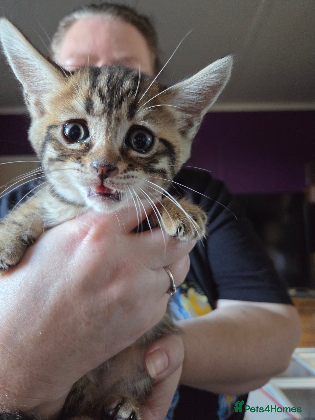 Bengal cats for sale: Bencoons, Bengal mum Maincoon Dad - Image 8