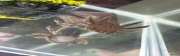 Axolotl reptiles for sale: Axolotl  in Elgin - Advert 1