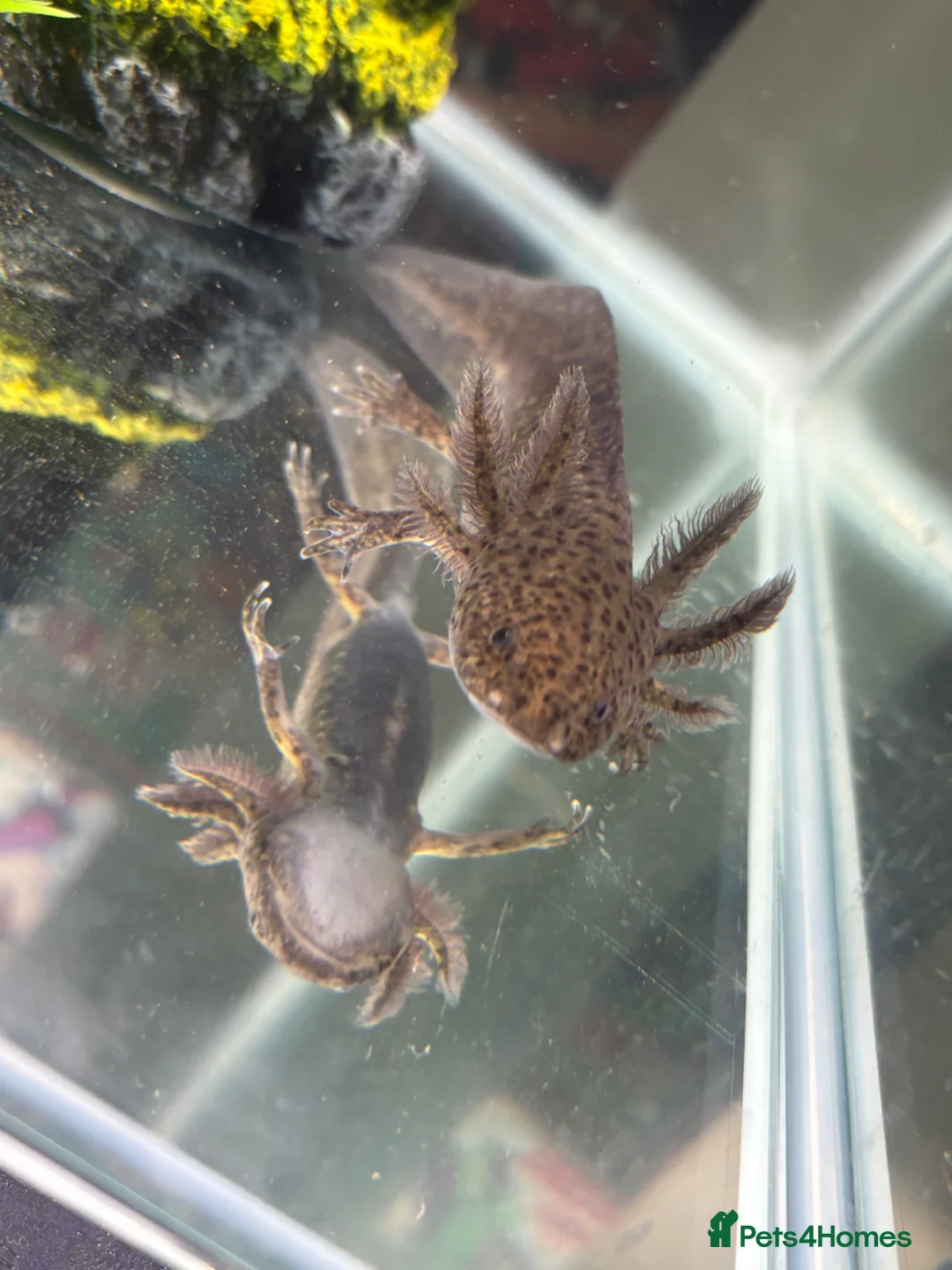 Axolotl reptiles for sale: Axolotl  in Elgin - Advert 1