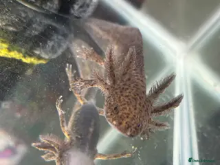 Axolotl reptiles Axolotl - Advert 11