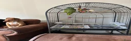 Parrots birds for sale: Blue fronted Amazon parrot in Hinckley - Advert 4