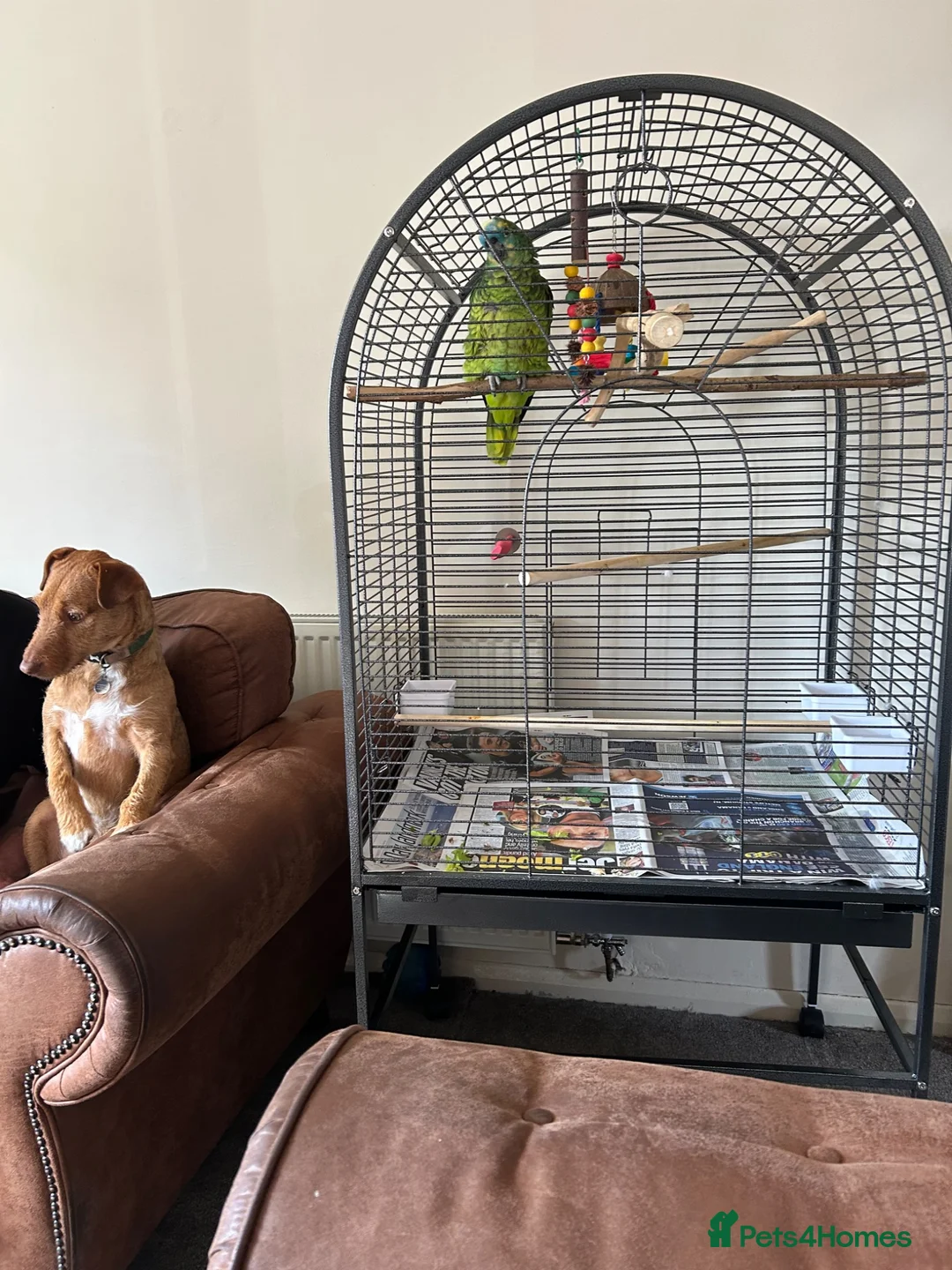 Parrots birds for sale: Blue fronted Amazon parrot in Hinckley - Advert 4