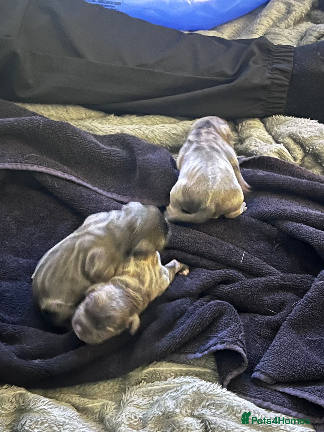 Staffordshire Bull Terrier dogs for sale: kC REGISTERED 5 STAR BLUE PUPPYS FOR SALE  - Advert 4